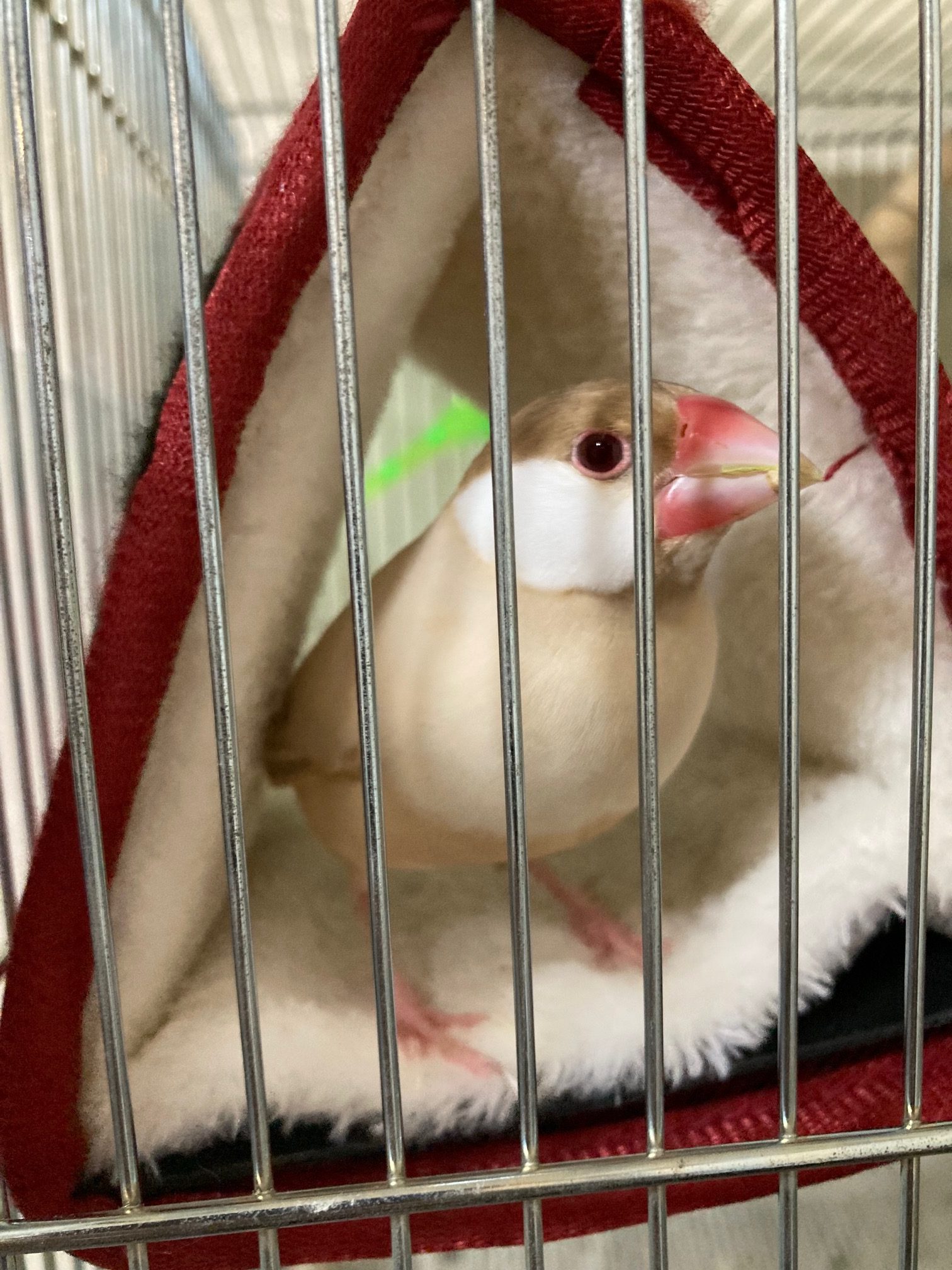 癒しのひと時