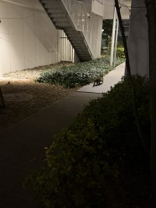ハクビシン