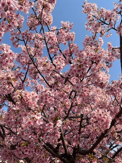 春に咲く花