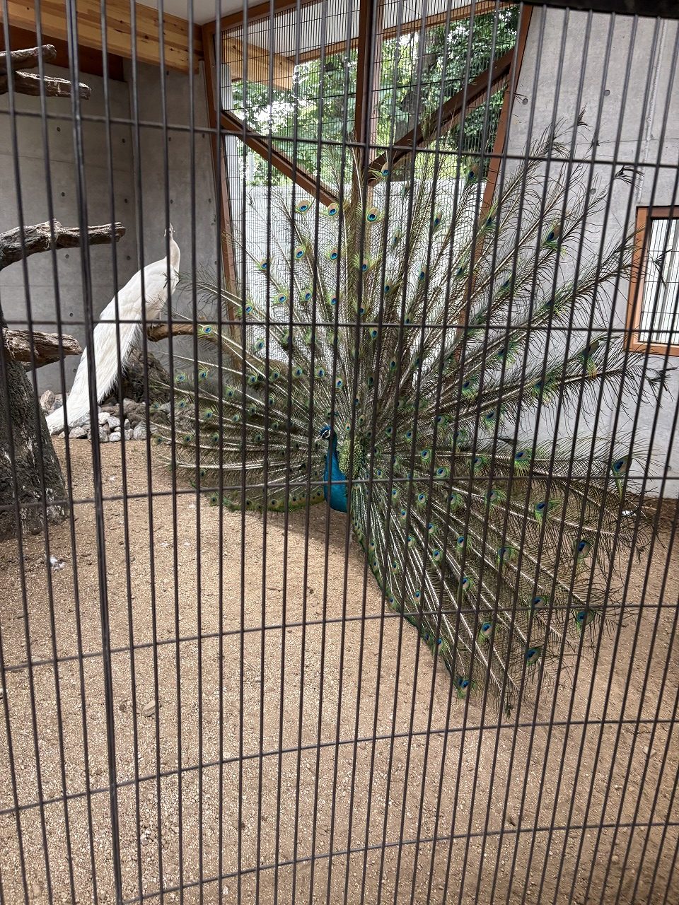 清水公園